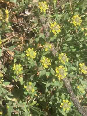 Desert madwort(Alyssum desertorum)
