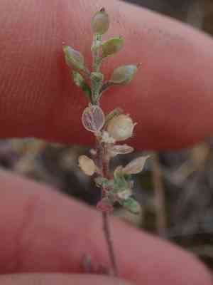 Desert madwort(Alyssum desertorum)