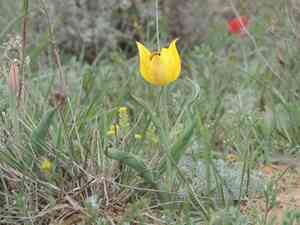 Desert madwort(Alyssum desertorum)