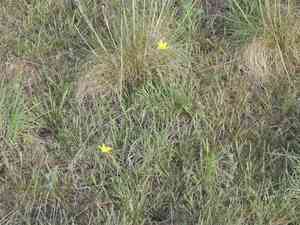Desert madwort(Alyssum desertorum)