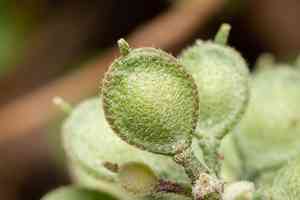 European madwort(Alyssum simplex)