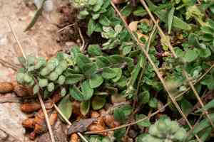European madwort(Alyssum simplex)