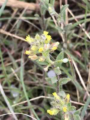 European madwort(Alyssum simplex)