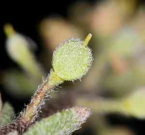 European madwort(Alyssum simplex)