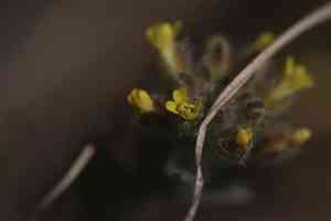 Alyssum (Alyssum)(Alyssum)
