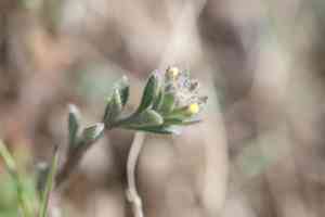 Alyssum (Alyssum)(Alyssum)