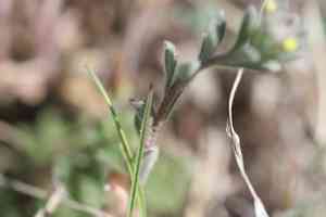 Alyssum (Alyssum)(Alyssum)