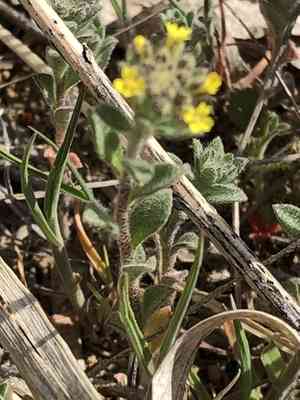 Alyssum (Alyssum)(Alyssum)