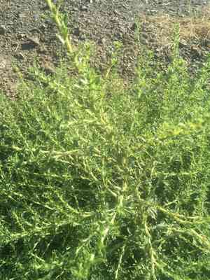 Tumbleweed(Amaranthus albus)
