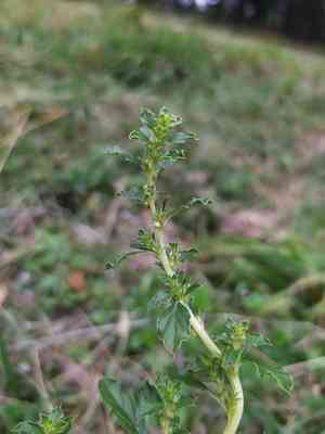 Tumbleweed(Amaranthus albus)