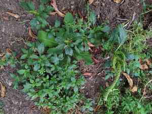 Tumbleweed(Amaranthus albus)