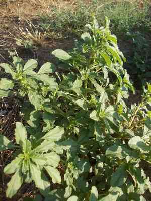 Tumbleweed(Amaranthus albus)