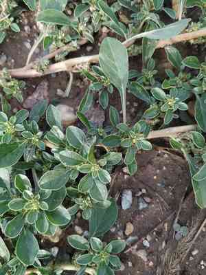 Mat amaranth(Amaranthus blitoides)