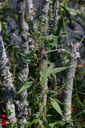 Tidalmarsh amaranth(Amaranthus cannabinus)