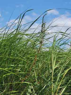 Tidalmarsh amaranth(Amaranthus cannabinus)