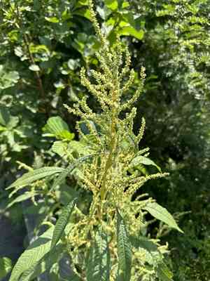 Tidalmarsh amaranth(Amaranthus cannabinus)