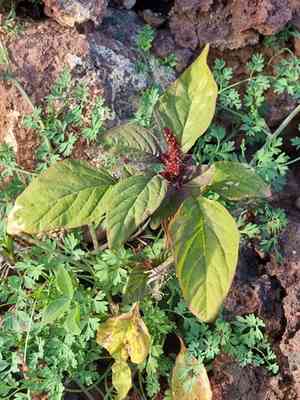 Love-lies-bleeding(Amaranthus caudatus)
