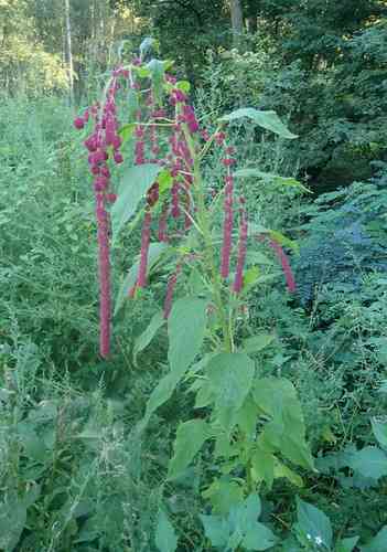 Love-lies-bleeding(Amaranthus caudatus)