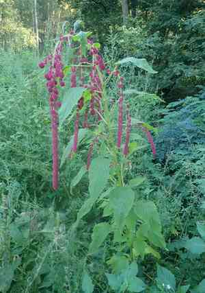Love-lies-bleeding(Amaranthus caudatus)