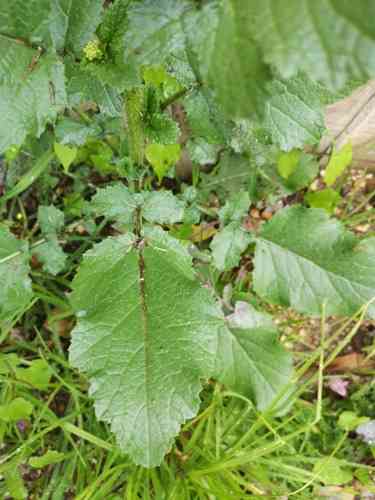 Love-lies-bleeding(Amaranthus caudatus)