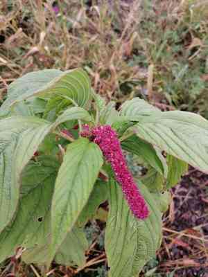 Love-lies-bleeding(Amaranthus caudatus)
