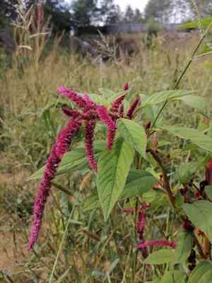 Love-lies-bleeding(Amaranthus caudatus)