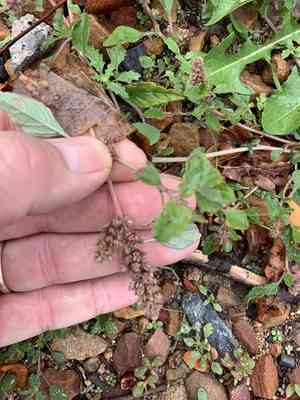 Large-fruit amaranth(Amaranthus deflexus)