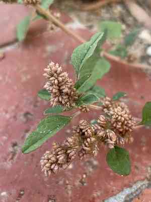 Large-fruit amaranth(Amaranthus deflexus)