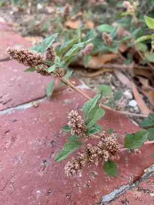 Large-fruit amaranth(Amaranthus deflexus)