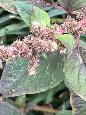 Spleen amaranth(Amaranthus dubius)