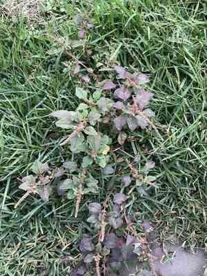 Spleen amaranth(Amaranthus dubius)