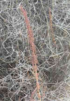 Fringed amaranth(Amaranthus fimbriatus)