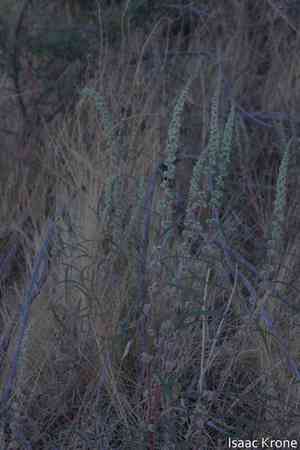 Fringed amaranth(Amaranthus fimbriatus)