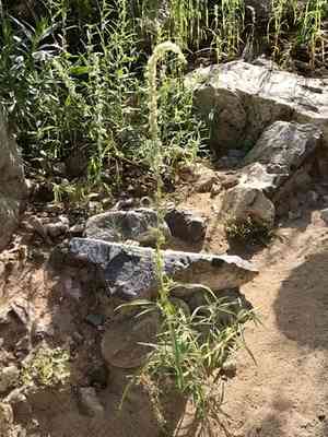 Fringed amaranth(Amaranthus fimbriatus)