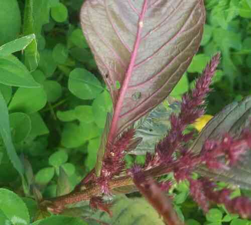 Prince's feather(Amaranthus hypochondriacus)