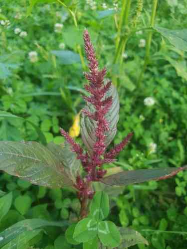 Prince's feather(Amaranthus hypochondriacus)