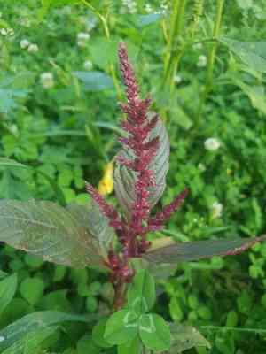 Prince's feather(Amaranthus hypochondriacus)