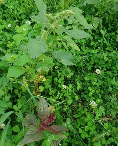 Prince's feather(Amaranthus hypochondriacus)