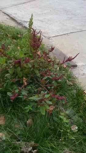 Prince's feather(Amaranthus hypochondriacus)