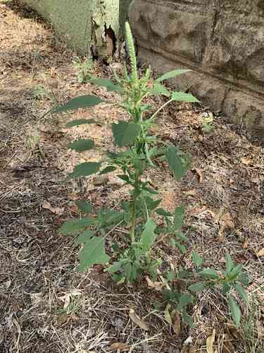 Palmer's amaranth(Amaranthus palmeri)
