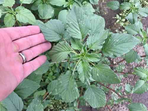 Palmer's amaranth(Amaranthus palmeri)