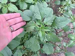 Palmer's amaranth(Amaranthus palmeri)