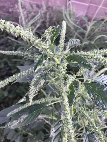Palmer's amaranth(Amaranthus palmeri)