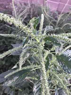 Palmer's amaranth(Amaranthus palmeri)