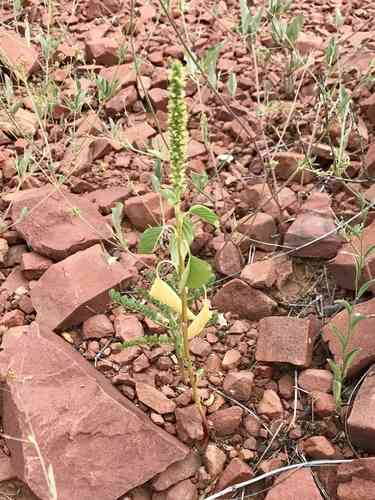 Palmer's amaranth(Amaranthus palmeri)