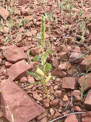 Palmer's amaranth(Amaranthus palmeri)