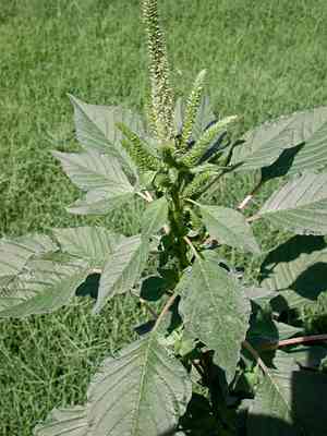 Palmer's amaranth(Amaranthus palmeri)