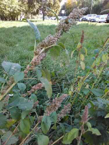Redroot amaranth(Amaranthus retroflexus)