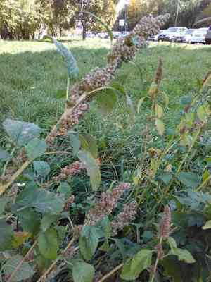 Redroot amaranth(Amaranthus retroflexus)