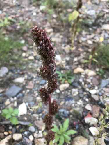 Redroot amaranth(Amaranthus retroflexus)